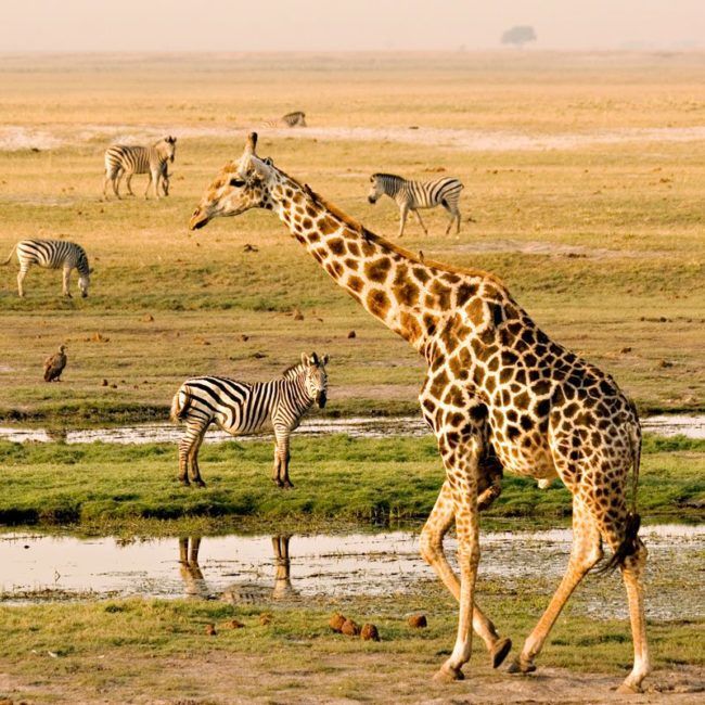 Road trip en Afrique australe - Namibie Botswana Zimbabwe